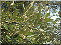 Close-up of Holm Oak