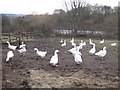 Geese in field on Lees Lane