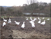SD5108 : Geese in field on Lees Lane by Sue Adair