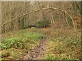 Path in Buckholt Wood