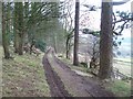 Wooded Track near Edges Farm