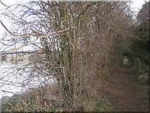 TR2952 : Bridleway to Thornton Wood by David Anstiss