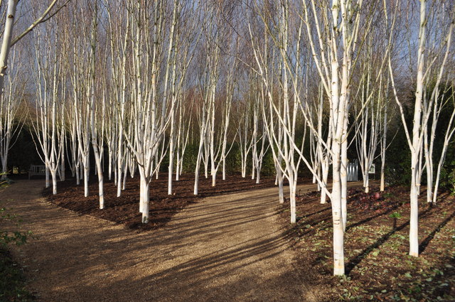 Himalayan Birch © Ashley Dace :: Geograph Britain and Ireland