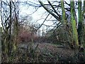 Winter woodland, Royds Green