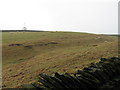 Sheep on Silsden Moor