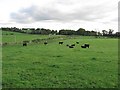 Grassland off Birks Road