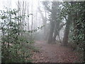 Footpath in Burgh Wood