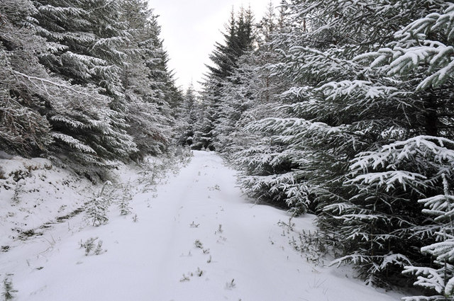 Snow covered forestry road in Rimsdale Forest