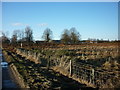 Looking over Towthorpe Common