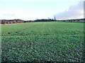 An orderly field of brassicas