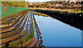 Drain, Newtownards (3)