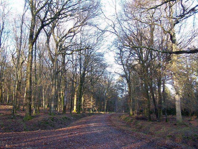 Islands Thorns Inclosure, New Forest - area information, map, walks and ...