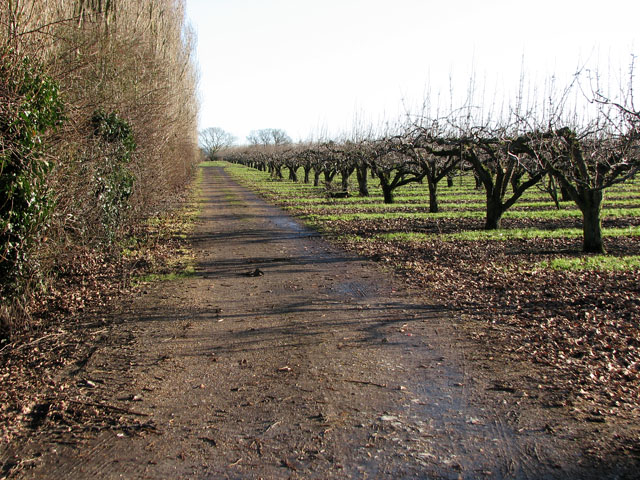 Orchard west of Gorefield