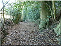 TQ0619 : Oak tree lined path to Brook House at Broomershill by Dave Spicer