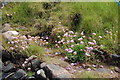 Gairloch : Sea Thrift at Badachro