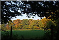 Autumnal colours near Coleman