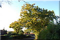 Large tree overlooking Shepherds Gate