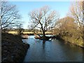 Tree in backwater