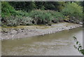 Birds on the mud, River Medway