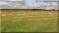 NS8653 : Grazing sheep, Gair by Richard Webb