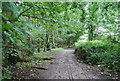 Footpath through the woods