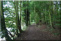 Riverside woodland path, opposite Aylesford