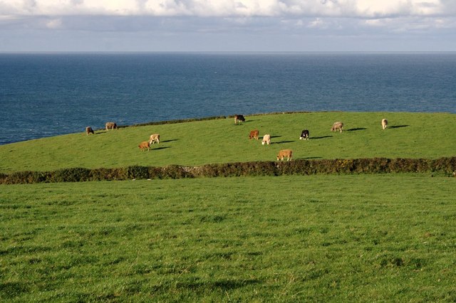 Cattle and Sea