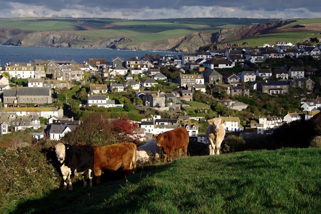 Cattle Above Port Isaac