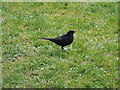 Blackbird (Turdus merula), Calne