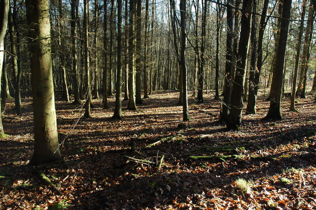 Credenhill Park Wood © Philip Halling cc-by-sa/2.0 :: Geograph Britain ...