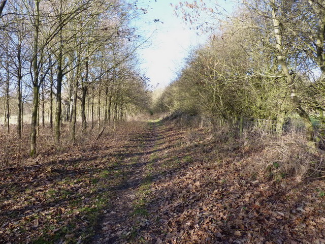 Bridleway near Highfield Plantation