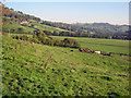 Farmland east of Cwmyoy