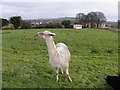 Alpaca, Coolnacrunaght