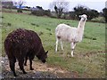 Two Alpacas, Coolnacrunaght