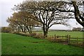 Trees Along The Hedgerow