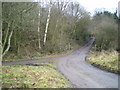 Bridleway and track crossing in Cockshutt woods