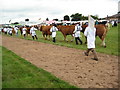 The Royal Agricultural Show