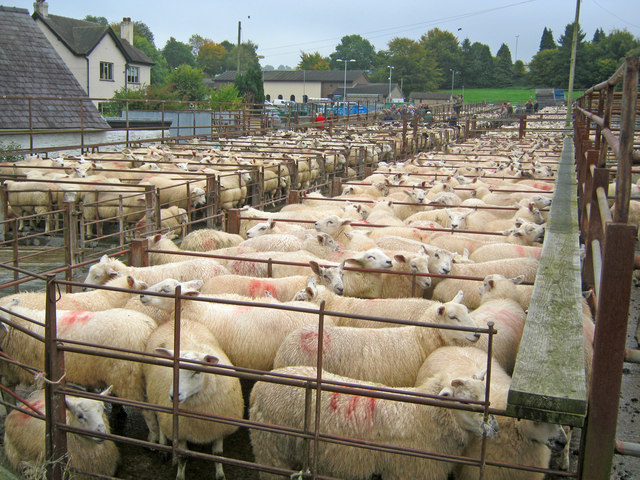 Knighton Livestock Market