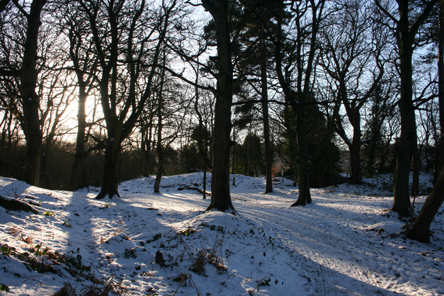 Ravelston Woods © Anne Burgess cc-by-sa/2.0 :: Geograph Britain and Ireland