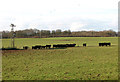 Aberdeen Angus cattle grazing by Wood Lane Farm, South Burlingham