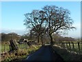 Approaching Crookedshields on Crookedshields Road