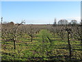 Stour Valley Walk to a lane near Sandhills Farm