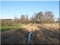 Drain in an orchard near Lower Goldstone