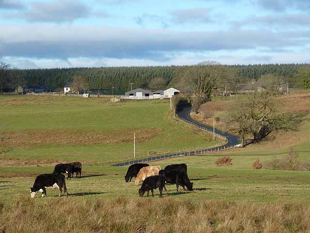 Cattle grazing near Birdoswald