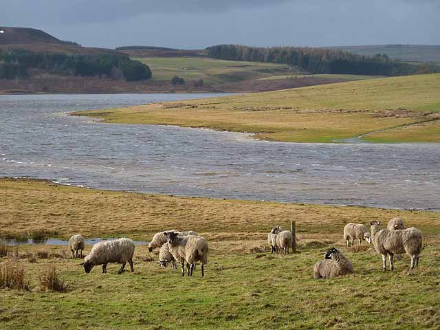 Sheep by the Derwent Reservoir