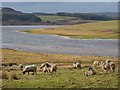 NZ0252 : Sheep by the Derwent Reservoir by Joan Sykes