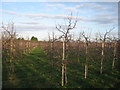 Footpath through an orchard towards Knell Lane