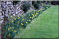 Early daffodils at Carnon Downs