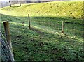 Tree nursery area, Springfield Park