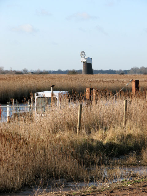 Reed beds by the River Bure
